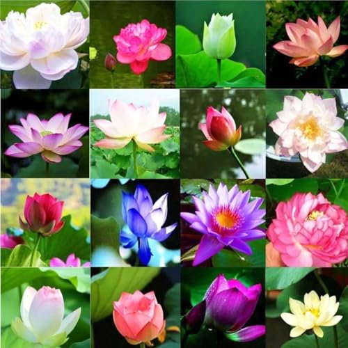 50 gemischte Farben Lotus-Samen wurden von Fachpersonal speziell geöffnet,Winterharte Lotus Blumen,Es keimt schnell und lässt sich ganzjährig leicht anbauen.Zum Balkonund Gartendekor zu Hause geeignet