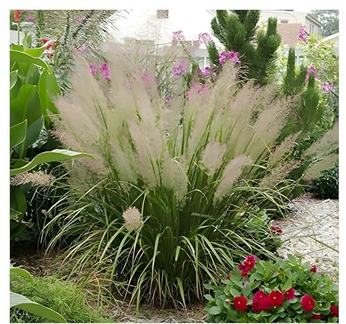 Stauden Gänge 3 x Calamagrostis brachytricha Diamantgras winterhart | Hohes Ziergras für Sonne bis Halbschatten, Blüte August bis Oktober, mehrjährig, 1 L Topf (11x11 cm)