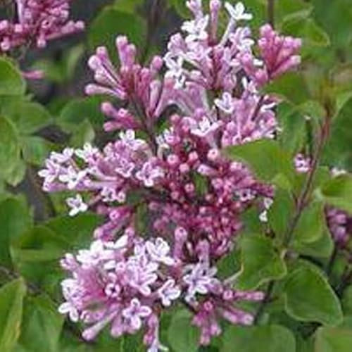 Lilla Nana Meyers Lilla - Syringa Meyeri 'Palibin' 40-60 C -