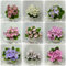 500 pcs usambaraveilchen samen, veilchen - Saintpaulia ionantha - blumensaat, samen zimmerpflanzen usambaraveilchen pflanze kaufen exotische pflanzen, pflanzen samen indoor garden,