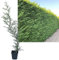 1 Stück Leylandii Zypresse von INTRAGARTEN | immegrün und winterhart | Basterdzypresse +50cm Heckenpflanze im Topf gewachsen