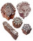 Jaipuri Gestalten Blatt und Blumen Holz Stempel für Drucken (Set von 5)