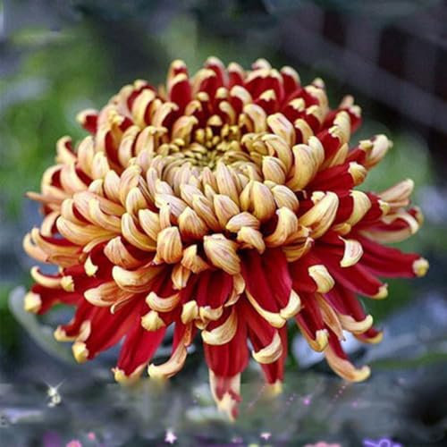 100 Unids Raras Bicolor Rojo Amarillo Crisantemo Flor Planta Semillas Morifolium Semillas de Jardinería para Plantar Ahora