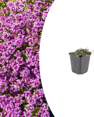 Thymus praecox 'Coccineus' | 60 Stück - 10-25cm - Ø9cm - Gartenpflanze