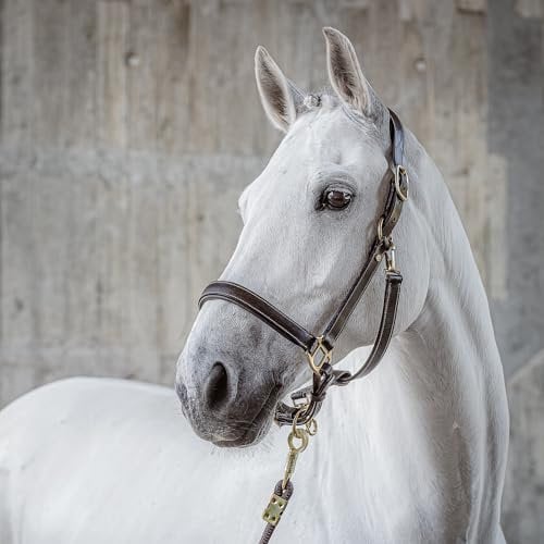 Sunride Halfter für Pferde aus Echtleder (Dallas) mit Strick - verstellbar, gepolstert und anatomisch (Pony, braun)