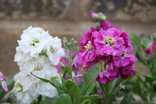 Blumensamen: Anteile seltener Blumensamen-Samenmischung für Küchengarten-Außengemüse (20 Päckchen) Gartenpflanzensamen von