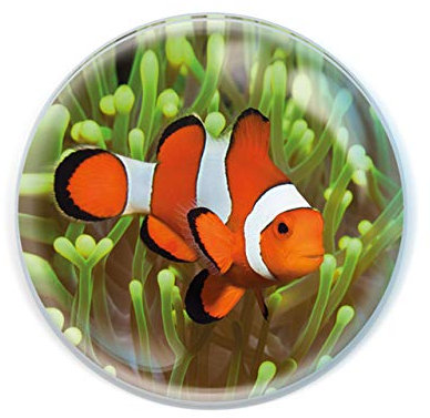 Deluxebase Magnidome - Clownfisch Korallenriff Kristallglas Kühlschrank Magnet für Kinder. Hervorragende gewölbte Magnete für Wohndekoration und Zubehör