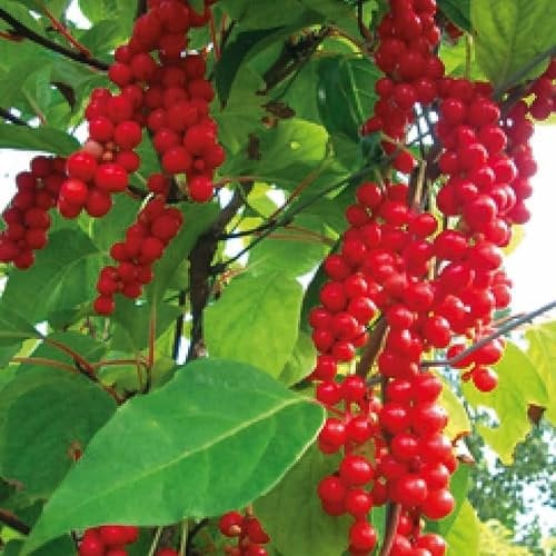 Chinesische Zitronengraswurzel 1L Pflanze für Anfänger und professionelle Gärtner - Ideal für Kleingarten, Garten - Schöne Pflanze mit ungewöhnlichen Blüten - Genießen Sie jeden Tag ihre Farben