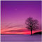 Wallario Glasbild Mond und Baum am Abend bei Schnee - 55 x 55 cm Wandbilder Glas in Premium-Qualität: Brillante Farben, freischwebende Optik