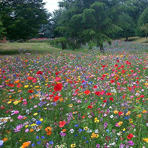 Mélange de graines de fleurs sauvages 100% annuelles attire abeilles et papillons.