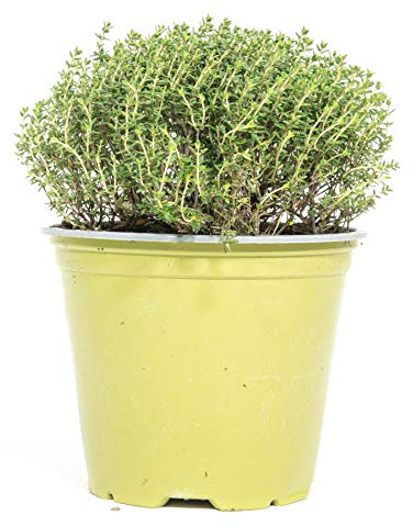 mgc24 Zitronenthymian, echte Kräuterpflanze im 14-cm-Topf, 1 Stück | Thymus citriodorus, Höhe ca. 15 cm, frische Topfpflanze, zitroniges Aroma, Küchenkraut für Küche, Garten, Balkon und Kübel