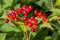 Viburnum opulus 150-200 cm - Gewöhnlicher Schneeball, weiße Blüten, Blütezeit Mai-Juni, ideal für Hecken, bienenfreundlich, winterhart