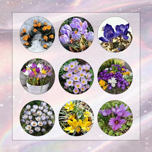 20 Pcs Krokus Zwiebeln, Safran Zwiebeln, Blumen Zwiebeln, Minigarten Krokusse Zwiebeln - Crocus Sativus - Blumenzwiebel, Balkonpflanzen Frühlingsblüher Zwiebeln, Seltene Pflanzen Winterharte