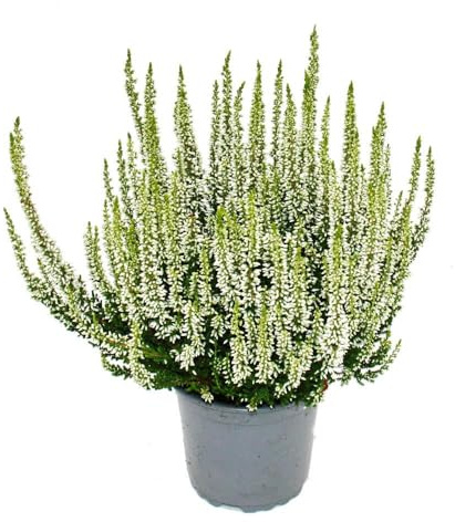 Calluna vulgaris - Set mit 3 Pflanzen - Besenheide - Heidepflanze - winterhart - 11cm Topf - weiss