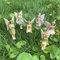 xiaohuangren 6 Stück Miniatur Feen Figuren Fairy Garten Miniatur Elfen Figur Elfen Deko Blume Feen Statue Aus Harz Feengarten Ornamente Für Den Außenbereich Oder Als Hausdekoration