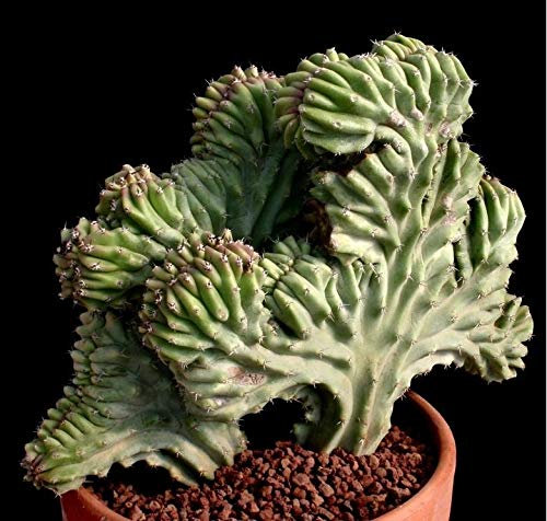 Lophocereus schottii Modulo Cristata * * Insolito Cactus Molto rara * 10 Semi