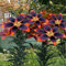 Asiatische Lilienzwiebeln, Lilien zwiebeln winterharte Stauden, aromatische Pflanzen, Terrasse, Balkon, Garten-2zwiebeln-F