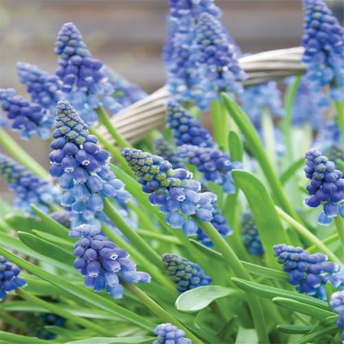Hardy Perennial,Hyacinth Grape Hyacinth Bulbs Plants UK, Excellent Display-6bulbs-D