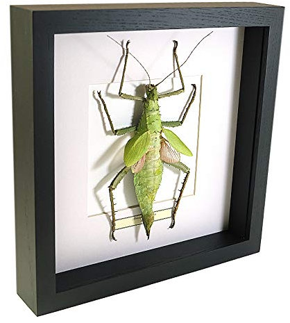 Heteropteryx dilatata – Nymphe en Bois Malaise - Vrai Insect de taxidermie monté sous Verre dans Un Cadre Fait Main en Bois Noir