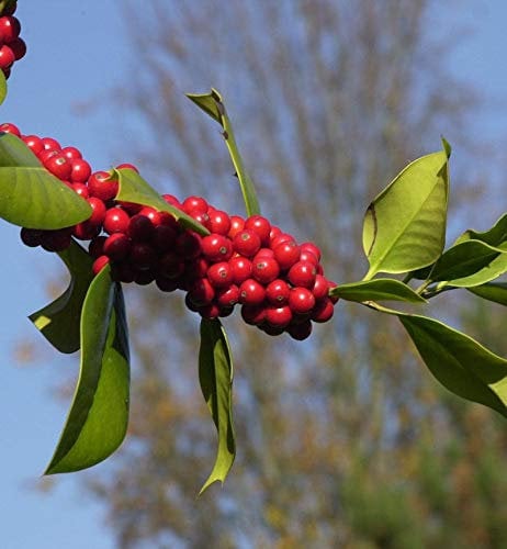 Fruchtende Stechpalme Ilex 125-150cm - ilex aquifolium - lebende Gartenpflanze aus den Baumschulen