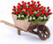 Crystals Wooden Wheelbarrow Planter for Outdoor and Indoor | Flower Cart | Heavy Duty Rustic Pot for Garden, Balcony and Patio