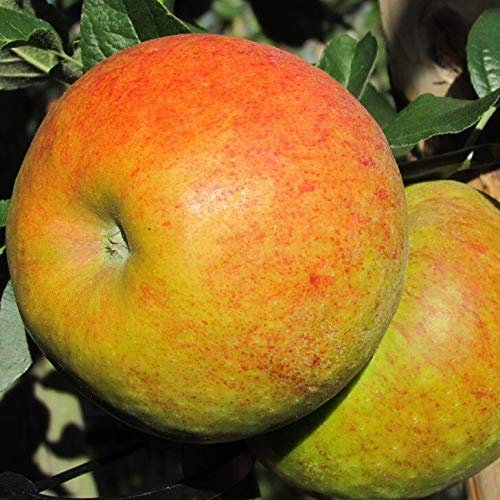 Apfelbaum Pinova (S) aromatischer robuster Winterapfel Buschbaum 110-140 cm wurzelnackt Unterlage M7