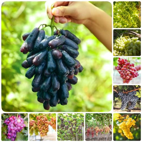 200 pcs weinreben bio samen - frisches obst winterharte kübelpflanzen,trauben kernlos,weintrauben pflanzen,Vitis vinifera, zimmerpflanze garden geschenke für ältere menschen gewächshaus