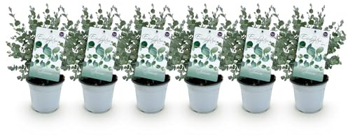 Eukalyptusbaum Eucalyptus gunnii – 6 Pflanzen – Winterhart – Terrassenpflanze – Ø14 cm, Höhe 30 cm – Blaugrüne Blätter mit herrlichem Duft
