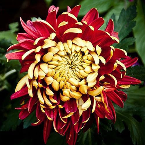 100 Unids Raras Bicolor Rojo Amarillo Crisantemo Flor Semillas de Plantas Morifolium para Plantación de Jardín