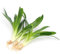K2AQUA 3 X Sagittaria Platyphylla (8-15 cm) Live Aquarium Plant Freshwater Tank Decoration Fast Growing Easy Care Grass Oxygenating Natural Root Feeder Plant Hardy Adaptable Planted Tank Aquascape