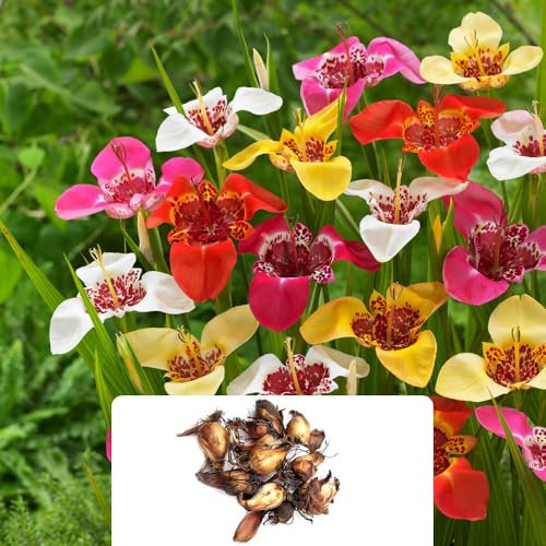 16 Tigridia Mixed Bulbs – Summer-Flowering Perennials – Mexican Shell Flower – Vibrant Exotic Blooms – Perfect for UK Gardens & Climate Conditions – Ready to Plant Now