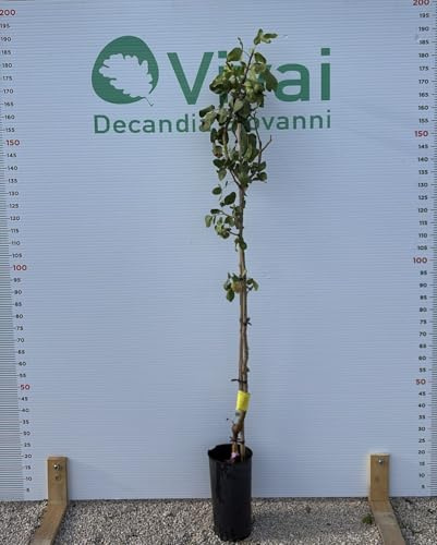 PIANTA DI PISTACCHIO VARIETA' KERMAN IN VASO SU PORTAINNESTO UCB1 (femmina)