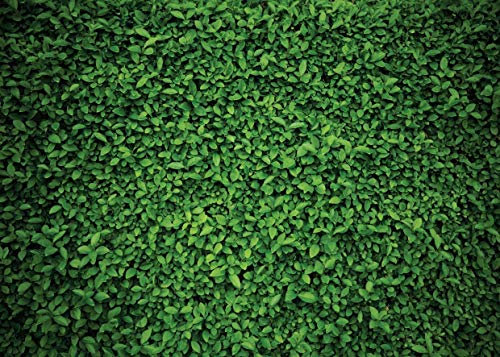 AIIKES 7x5FT Grüne Blätter Hintergrund Fotografie Gras Bilder Hintergrund Geburtstag Party Boden Dekor Im Freien Thema Neugeborenes Baby Braut Hochzeit Hintergrund 11-558