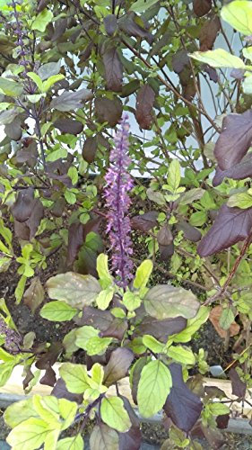 Portal Cool Tulsi, Krishna Tulsi, Ocimum Sanctum, biologica, 30 Semi per Pacchetto, Santo Basilio