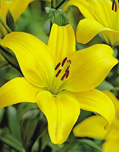 GARTHWAITE NURSERIES® : - 6 Val Di Sole (Yellow) Asiatic Lily Bulbs Garden Summer Perennial