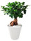 I Giardini di Giulia - Bonsai Ficus Ginseng in Idrocultura | Pianta d'Appartamento Decorativa in Perlite | Facile Cura e Purificazione Aria | Vaso Resina 16 cm | Altezza 35 cm (Vaso bianco)