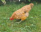 Fachhandel Plus Dekofigur Henne Huhn Trudi pickend lebensechte Gartenfigur Tierfigur Gartendeko