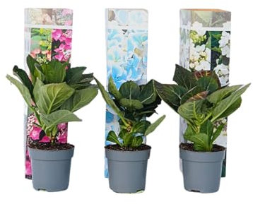 Plant in a Box - Hydrangea macrophylla Teller 'Nizza', 'Red Bull', 'Benxi' - Set de 3 - Hortensia de jardin - Pot 9cm - Hauteur 25-40cm