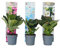 Plant in a Box - Hydrangea macrophylla Teller 'Nizza', 'Red Bull' und 'Benxi' - 3er Set Hortensien Blau, Weiß und Rosa - Winterhart - Topf 9cm - Höhe 25-40cm