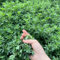 semi di erba medica fiori insolito pianta perenne resistente al calpestio estivi da giardino amici erbe aromatiche 150pcs