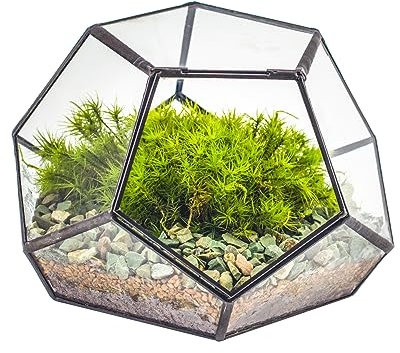 NCYP 18x18x12,5 cm Kleines geometrisches Terrarium aus Glas mit Tür, Schwarzer Pentagon-Übertopf für Sukkulenten, Luftpflanzen handgefertigt Home Garden Büro Tischdekoration (nur Terrarium)