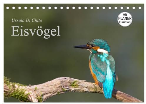 Eisvögel (Tischkalender 2025 DIN A5 quer), CALVENDO Monatskalender: Ein Planer mit schönen Aufnahmen von Eisvögeln