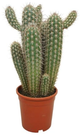 Exotenherz Säulenkaktus - Xique-Xique - Pilosocereus gounellei - Pflegeleichte Solitärpflanze- 17cm Topf