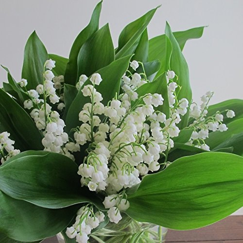 50 Semillas de Convallaria majalis - lirio de los valles. Suave campana de color blanco puro, como flores se mecen en gracia arqueó tallos!