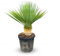 Sunnytree - Yucca Rostrata - Palme - Stammhöhe 20-30 zentimeter - Winterhart bis -18 - Palmlilie