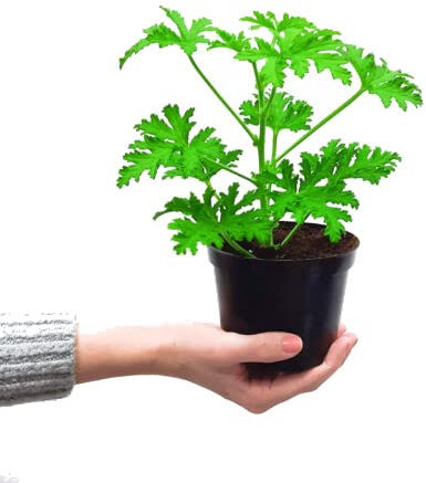 Geranio Limón Planta Natural con Aroma a Citronella Ideal para Ahuyentar Mosquitos