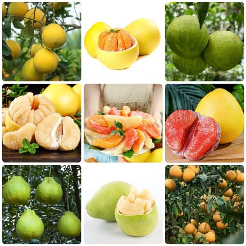 80 Pcs Pomelo Samen, Zimmerpflanzen, Samen Topf Pflanze Pomelo Baum Samen - Citrus Maxima - Baum Deko Obst, Nachhaltige Geschenke Obstbaum Obst Samen Steingartenpflanzen Winterhart