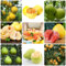 80 Pcs Pomelo Samen, Zimmerpflanzen, Samen Topf Pflanze Pomelo Baum Samen - Citrus Maxima - Baum Deko Obst, Nachhaltige Geschenke Obstbaum Obst Samen Steingartenpflanzen Winterhart