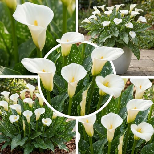 FLORIUM - Calla Lilien Zantedeschia zwiebeln White Elegance Kollektion (5 Große blumenzwiebeln) | Exklusivmischung aus Holland | Winterharte Dekoration für Garten, Topfe (keine Samen, nicht künstlich)
