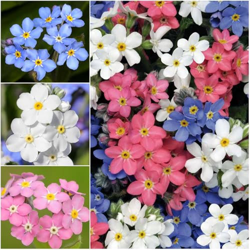 3000+ Mix Vergissmeinnicht Samen, blumen samen mehrjährig winterhart für Beete, Töpfe und Schnitt, Heirloom Wildblumensamen, Blumenwiese Hof Bodendecker